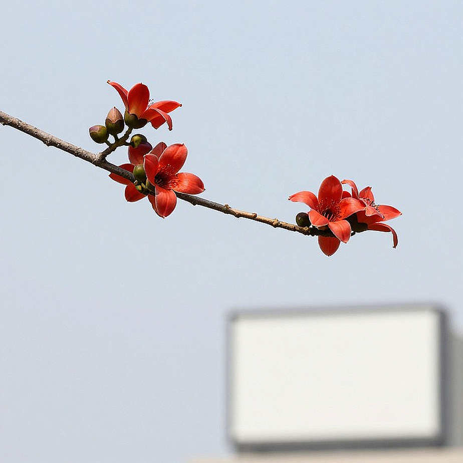 এশিয়ান গেমসের ডায়েরি: লং জাম্প ফাইনালে দুই ভিয়েতনামি, আর ২০০ মিটারে একই স্প্রিন্টারের দ্বিগুণ বোঝা