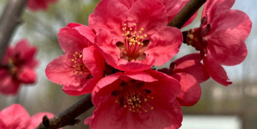 যে রেকর্ড বই খালি, তার একমাত্র সাক্ষী স্টপওয়াচ